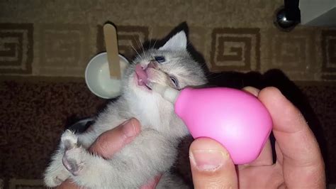 annesiz yavru kedi nasıl beslenir
